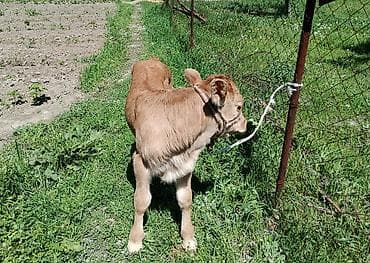 говяжий хвост: Продаю | Бык (самец) | На откорм | Племенные — 4