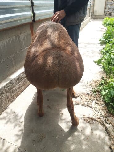 пш метр: Сатам | Ургаачы кой (ургаачы) | Союуга, Көбөйтүү үчүн | Ургаачы — 6