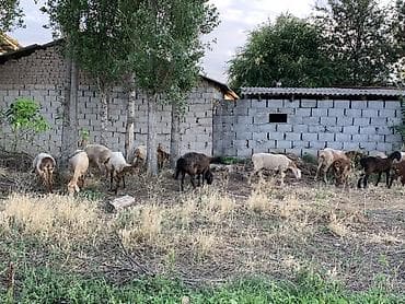 Животные: Продаю | Овца (самка), Ягненок, Баран (самец) | Полукровка | Для разведения | Матка — 2
