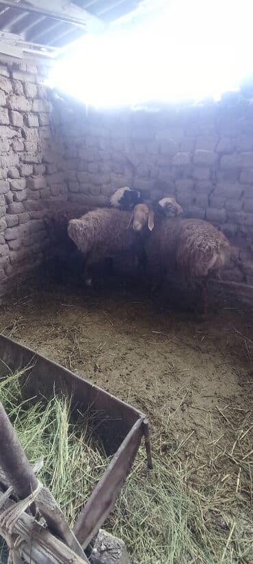 Продаю | Баран (самец) | На забой, Для разведения | Осеменитель at lalafo.kg Продаю | Баран (самец) | На забой, Для разведения | Осеменитель