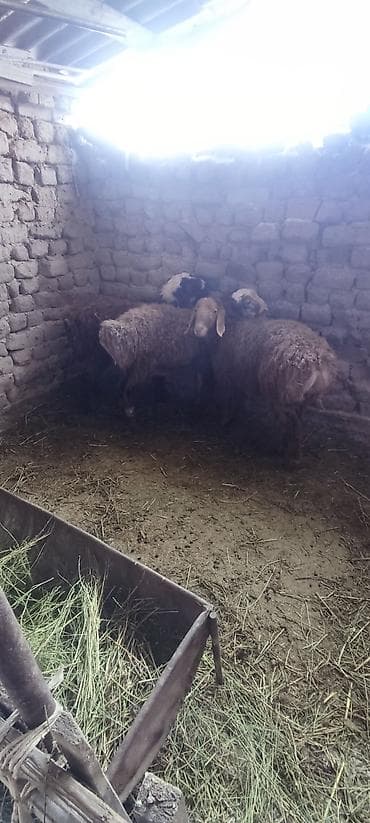 Ветеринар кызматы: Сатам | Кочкор (эркек) | Көбөйтүү үчүн | Жасалма жол менен боозутуу — 1