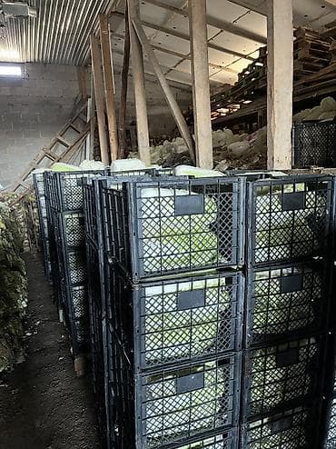 Дом и сад: Капуста Пекинская, Оптом — 2