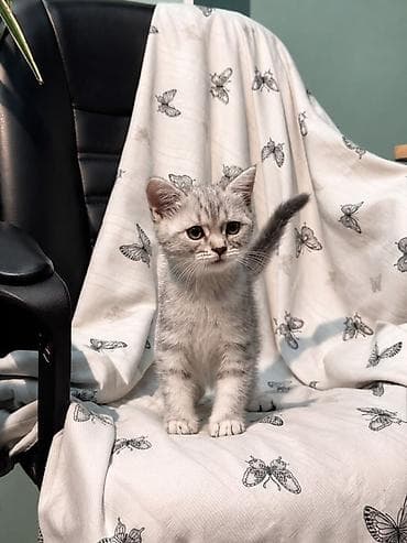 кошка малинкый: Британские короткошёрстные котята, окрас серебристый табби. Описание — 3