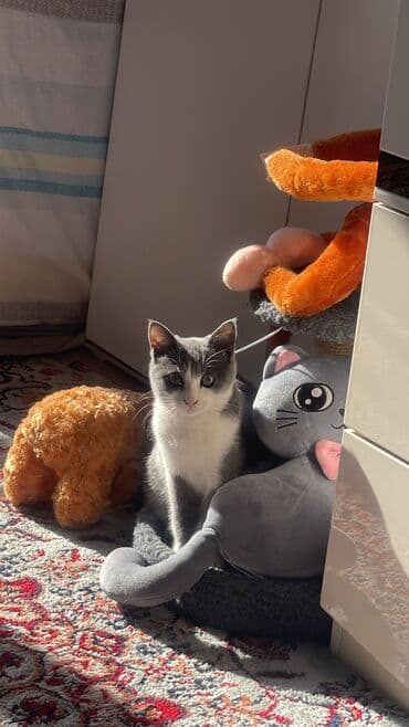 купить кошку мейн кун: Кошка даром: Беспородная, 4 месяца, Девочка, Метис — 2