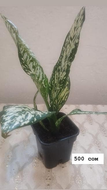 Дом и сад: Комнатные растения в горшках: - Антуриум (красные соцветия, глянцевые — 8