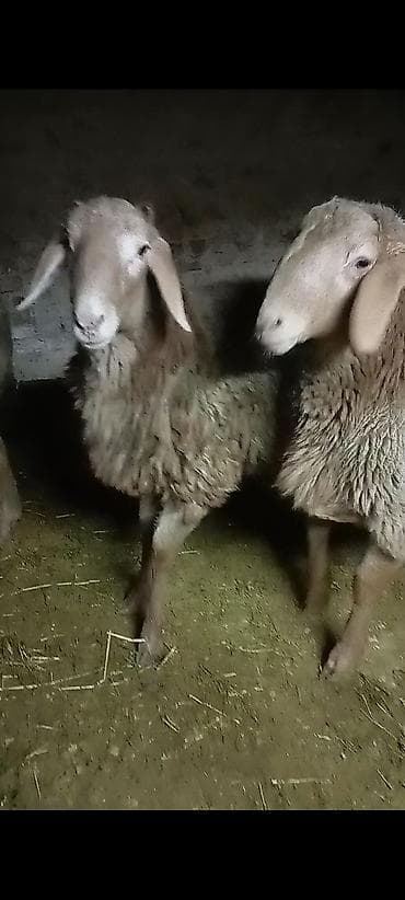 Баран, овца: Продаю | Ягненок, Баран (самец) | Полукровка, Арашан | Для разведения | Племенные, Осеменитель — 2