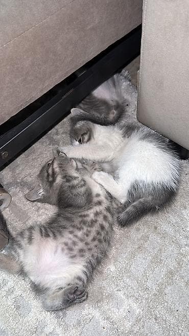 серые кошки фото: Беспородная, 1 месяц, Девочка, Серый, Приучена к лотку — 3