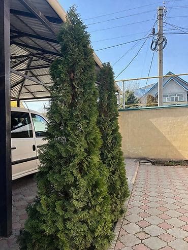 Туи и декоративные кустарники для ландшафтного озеленения. Состав: -