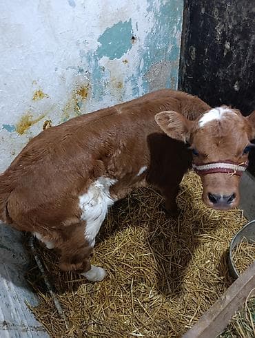 Собаки: Продаю | Музоо, торпок | На откорм | Привязанные — 1