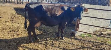 оборудование для корма: Сатам | Уй (ургаачы) | Сүт алуу үчүн — 3