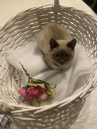 мал сатам: Сиам, 6 айлык, Эркек, Лотокко барууга үйрөтүлгөн — 2