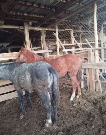 немецкая овчарка продажа: Продаю | Кобыла (самка) | На забой | Племенные — 4