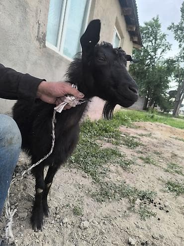 Продаю | Коза (самка) | Для разведения — 2