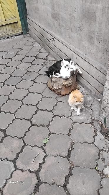 животные кошка: Котята домашние, помёт разной окраски: - два бело-серых с пятнышками; — 4