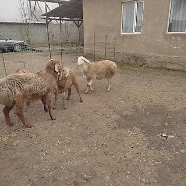 врач ветеринар: Продаю | Овца (самка) | Для разведения — 6