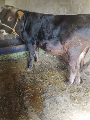 Иттер: Сатам | Бука (эркек) | Көбөйтүү үчүн | Байланган — 1