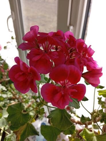 2 ярусная кровать с диваном: Комнатные растения в горшках. 1) Барвинок (Catharanthus roseus) — — 6