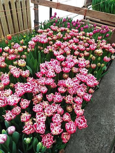 луковицы тюльпаны: Гидропонные лотки для выращивания луковичных растений (тюльпан и т.д.) — 4