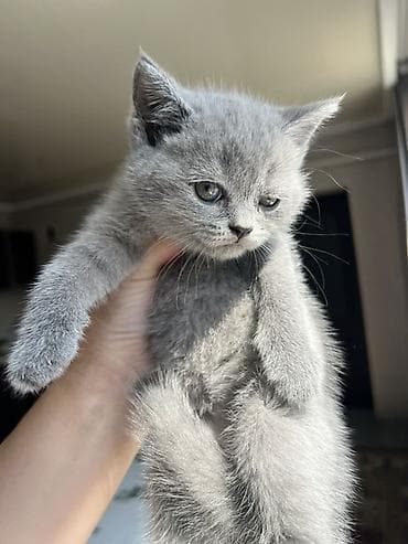 кошки в токмоке: Британская короткошёрстная, 2 месяца, Девочка, Голубой, Приучена к лотку — 4