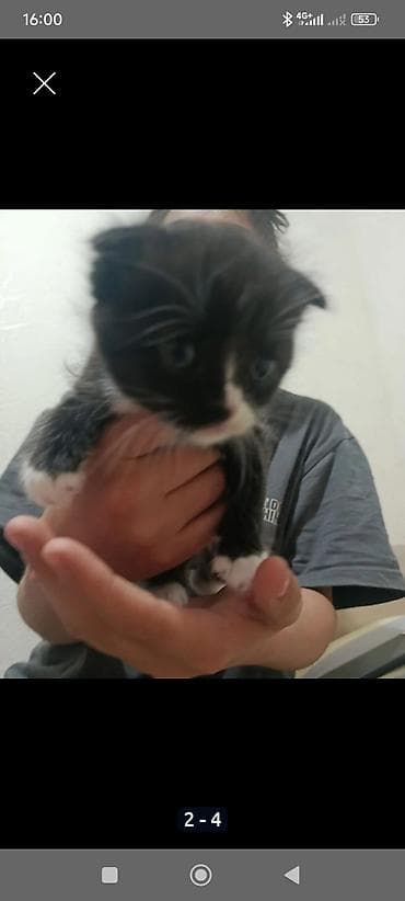 чёрные кошки: Отдам вислоухого котенка в хорошие руки к лотку преучин ест — 1