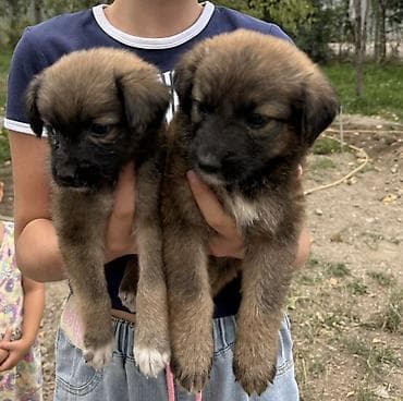 Щенята ищут добрых хозяев! Девочка и мальчик 1 месяц!