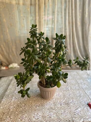 купить саженцы: Молочай от 700-1000 с в зависимости от размера — 9