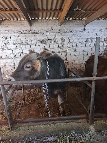 лысая собака: Продаю | Бык (самец), Музоо, торпок | Швицкая | На откорм — 3