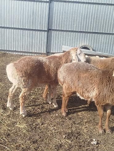 семиз бука: Сатам | Ургаачы кой (ургаачы), Козу, Кочкор (эркек) | Арашан | Көбөйтүү үчүн | Асыл тукумдуу, Бооз, Ургаачы — 9