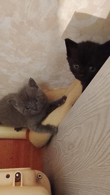 кошка породистые: Отдам котят в добрые руки мать шатланка отец просто кот — 2