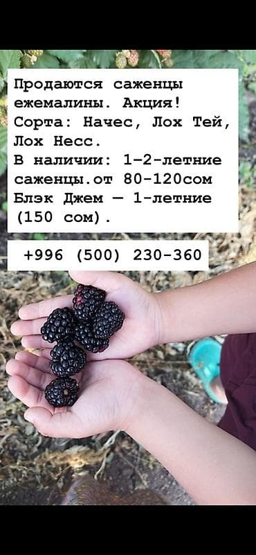 кольцо часы: Саженцы ежемалины. Сорта: Начес, Лох Тей, Лох Несс; Блэк Джем. В — 1