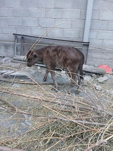 породистый корова: Продаю | Корова (самка) | Для молока | Привязанные — 4