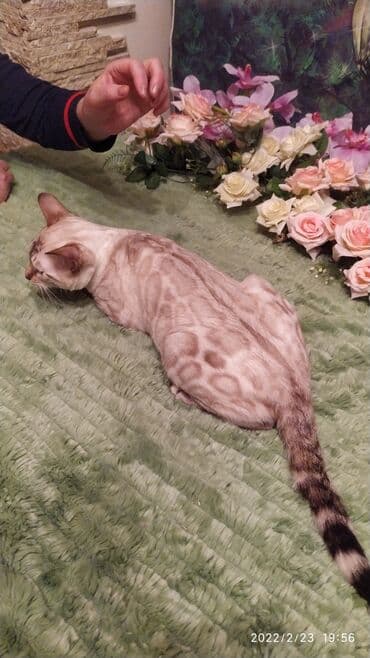 очень нужны: Друзья .Питомник бен гла мур с любовью предлагает вам котят — 10