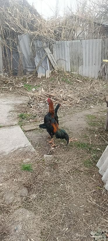птица: Продаю | Куры | Бойцовая | Для разведения — 5