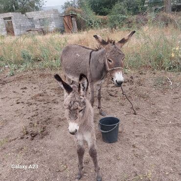Ослы — мама с жеребёнком - Пара домашних ослов серой масти: взрослая