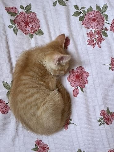 котята каракала в дар: Кошка даром: Беспородная, 2 месяца, Девочка, Приучена к лотку — 1