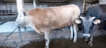 курица для шаурмы: Продаю | Бык (самец) — 3