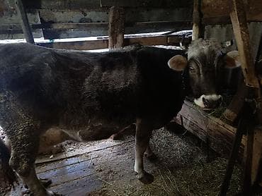 козель: Продаю тюки солома ячменная,и разнотравье, тюки большие — 3
