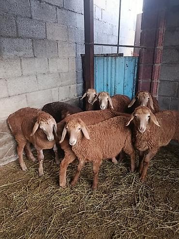 дамашный курица: Продаю | Овца (самка), Ягненок | Арашан | Для разведения — 3