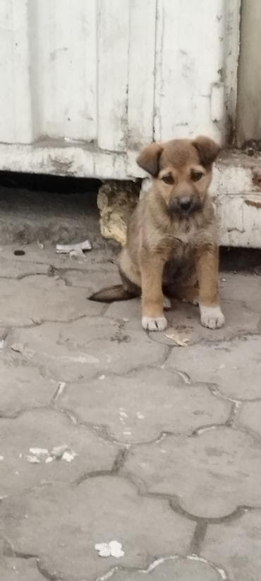 русский спаниель цена: Собака даром: Дворняжка, 2 месяца, Самка — 3