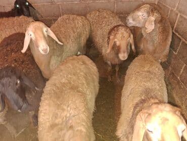 узи вет: Продаю | Баран (самец) | Для разведения — 1