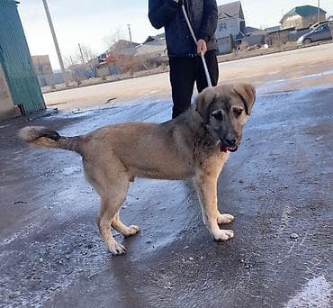 Кошки: 5 месяцев, Самец — 1