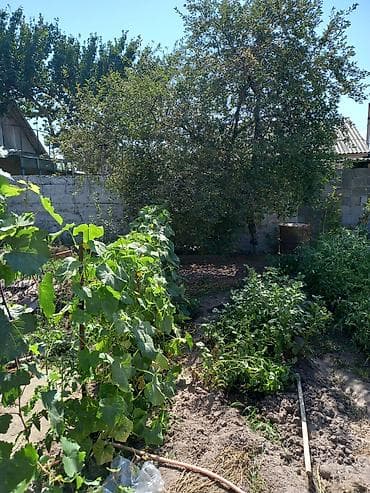 бу теплица: Продаётся дом с участком и плодоносящим огородом. Описание дома: - — 3