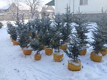 озеление: Саженцы деревьев: Ели, Самовывоз — 1