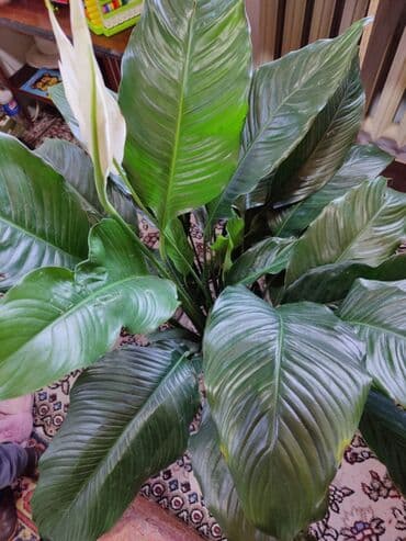 хлор купить бишкек: Домашнее растения: женское счастья — 2