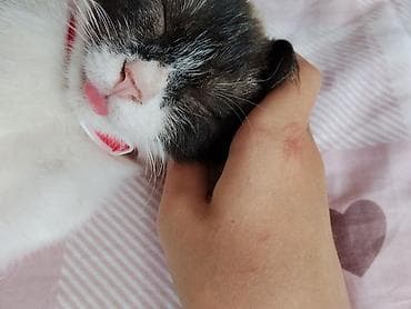 сколько стоит сиамские коты: Кошка даром: Сиамская, 4 месяца, Мальчик, Приучена к лотку — 8