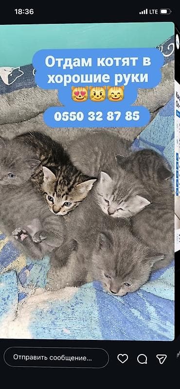 Животные: Отдаются в добрые руки котята. Описание: - Возраст: маленькие котята — 1