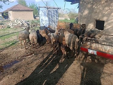 куплю тюки клевер: Продаю | Овца (самка) | Для разведения | Матка — 1