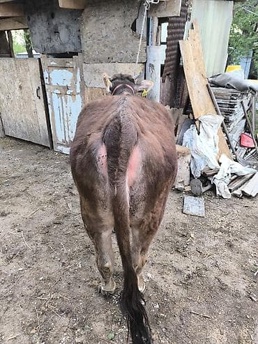 ер токум: Продаю | Бык (самец) | На откорм — 6