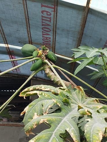 папайя: Папайя (Carica papaya) в горшках — саженцы для теплицы или зимнего — 5