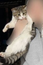 отдам котенка в добрые руки: Отдаю в добрые руки Котенок девочка 3 месяца Кошка 1 год было бы — 3